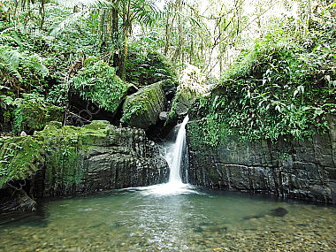 Regenwald Wasserfall