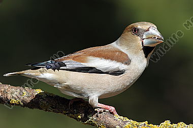 Kernbeisser