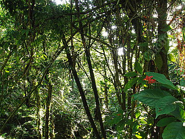 Karibischer Regenwald
