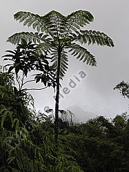 Karibischer Regenwald
