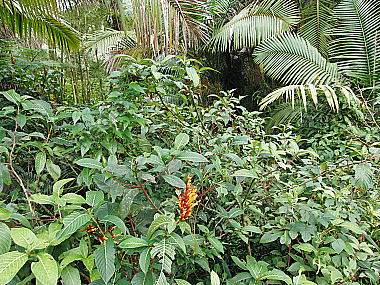Karibischer Regenwald