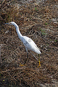 Schmuckreiher