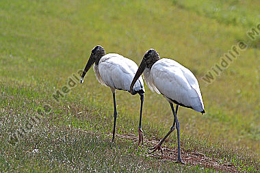Waldstorch