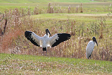 Waldstorch
