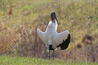 Waldstorch