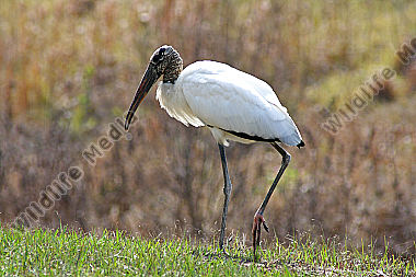 Waldstorch