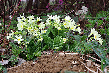 Hohe Schlüsselblume