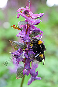 Hohler Lerchensporn mit Hummel