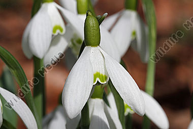 Schneeglöckchen