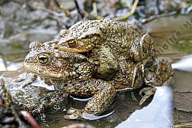 Erdkrötenpaarung
