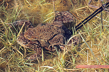 Erdkrötenpaarung