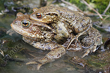 Erdkrötenpaarung