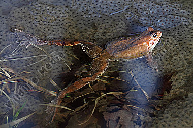 Grasfrosch