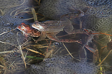 Grasfrosch