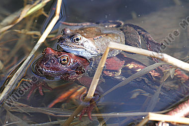 Grasfrosch