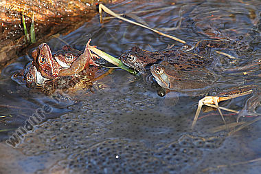 Grasfrosch