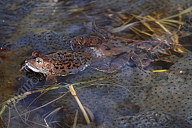 Grasfrosch