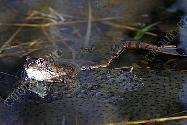 Grasfrosch