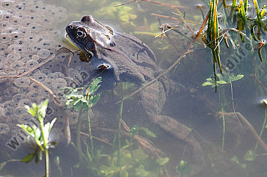 Grasfrosch