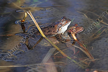 Grasfrosch