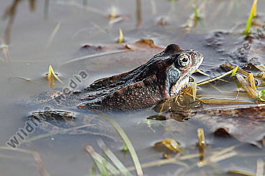 Grasfrosch