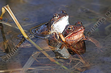 Grasfrosch