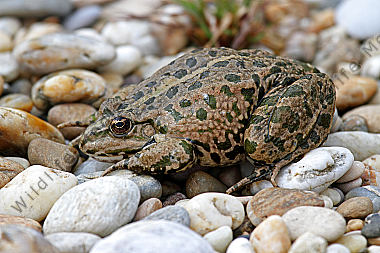Seefrosch