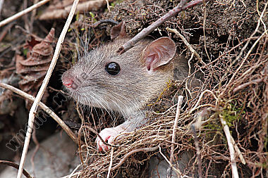 Hausratte