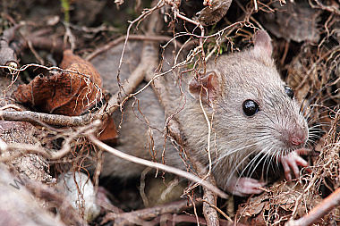 Hausratte