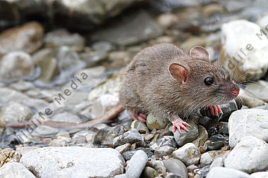 Hausratte