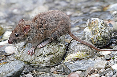 Hausratte