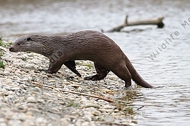 Fischotter