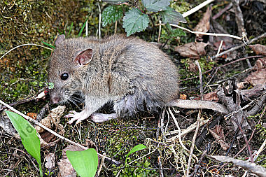 Hausratte