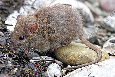 Hausratte