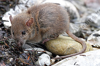 Hausratte