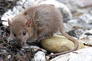 Hausratte