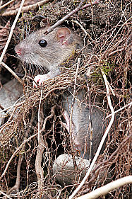 Hausratte