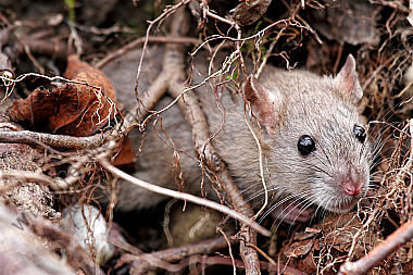 Hausratte