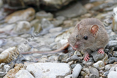 Hausratte