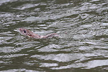 Hausratte