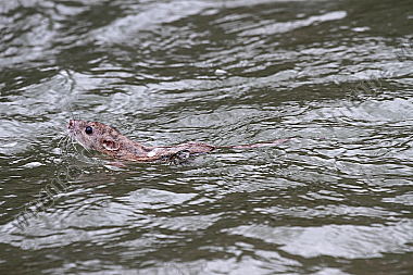 Hausratte