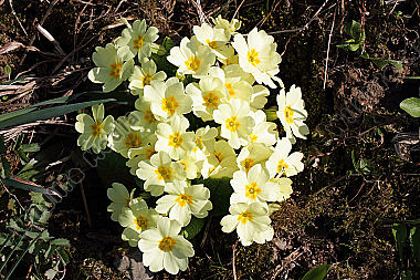 Erd-Schlüsselblume