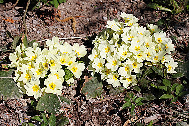 Erd-Schlüsselblume