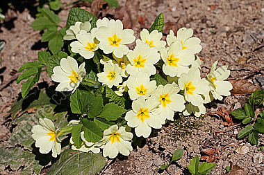Erd-Schlüsselblume