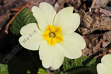 Erd-Schlüsselblume