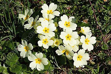 Erd-Schlüsselblume