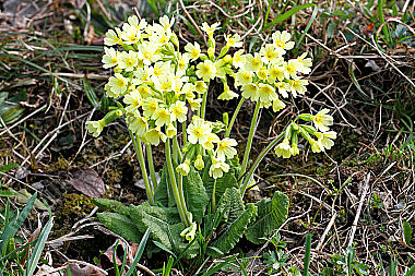 Hohe Schlüsselblume