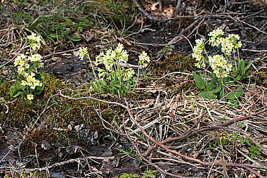 Hohe Schlüsselblume