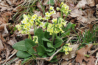 Hohe Schlüsselblume