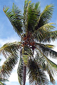 Fiji